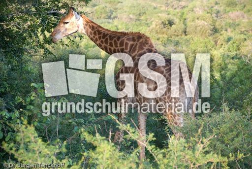 Giraffe (67 von 94).jpg